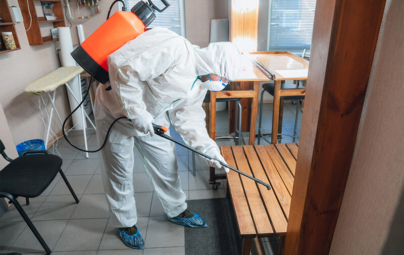traitement professionnel punaises de lit