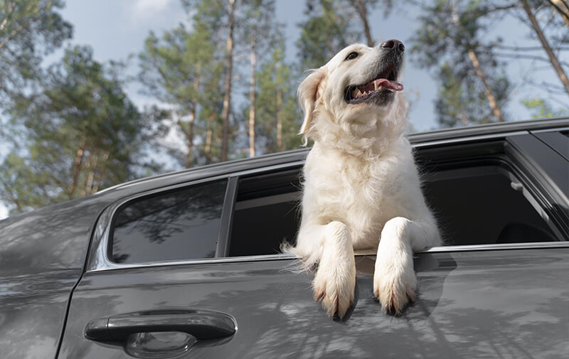 transport chien voiture