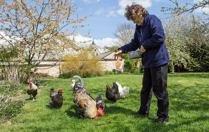poules poulailler